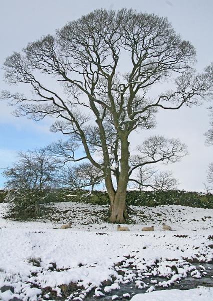 Tree 1.jpg - "Tree" - by Nita Dewar Tree at Long Preston Beck - Easter 2008